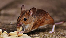 24 Hour & Emergency Exterminators in Colorado State University, CO